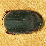 Trochalus species 2